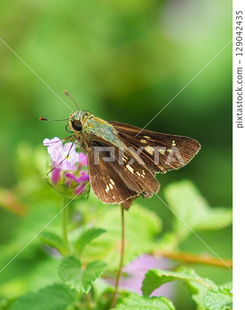 小品牌雨燕 129042435