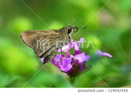 小品牌雨燕 129042436