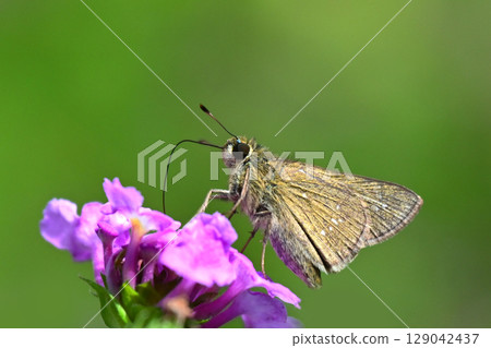 小品牌雨燕 129042437