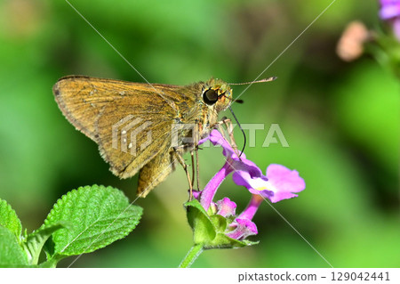 Skipper (small branded swift) 129042441