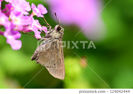 Skipper (small branded swift) 129042444