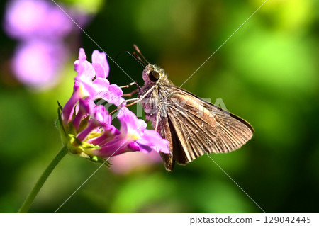 Skipper (small branded swift) 129042445