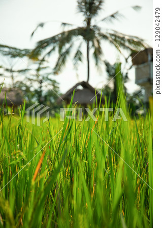Vibrant rice plants sway in the breeze with tropical trees visible Vibrant rice plants sway in the breeze with tropical trees visible 129042479