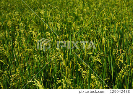 Lush green rice plants swaying gently in the breeze under sunlight Lush green rice plants swaying gently in the breeze under sunlight 129042488