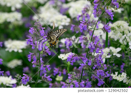 Swallowtail butterflies smoking flower nectar 129042502