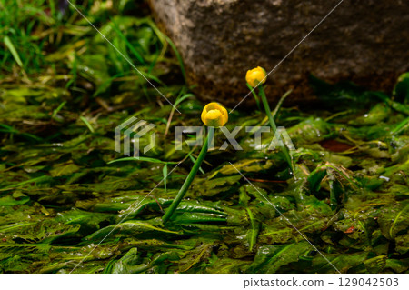 Yellow waterspout flowers blooming near the water 129042503