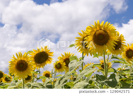 Sunflowers in a sunflower field with lots of clouds 129042571