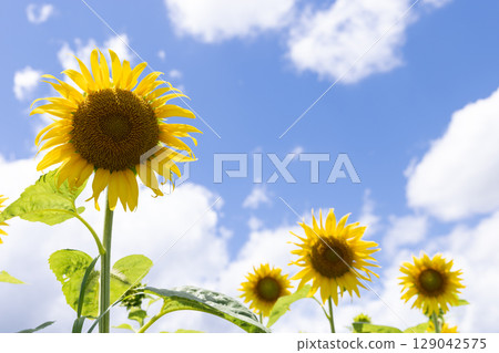 Sunflowers in a sunflower field, mostly sky 129042575