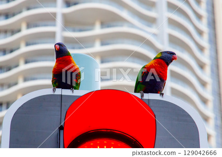 A rainbow lorikeet perches on a traffic light in the Gold Coast, Queensland, Australia 129042666