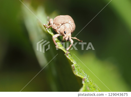 Currant weevil 129043675