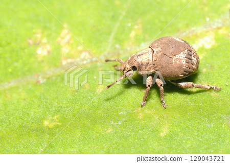 Currant weevil Currant weevil 129043721