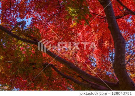 陽光透過樹葉灑落在楓葉上,五彩繽紛,閃閃發光 陽光透過樹葉灑落在楓葉上,五彩繽紛,閃閃發光 129043791