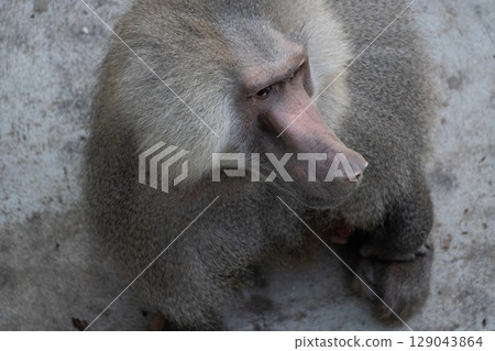 Baboon Monkey Closeup Zoo Animal 129043864