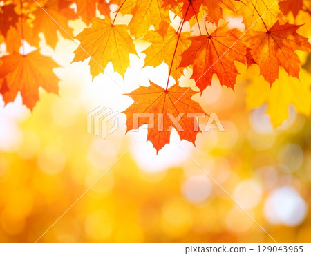 鮮豔的秋葉 7 129043965