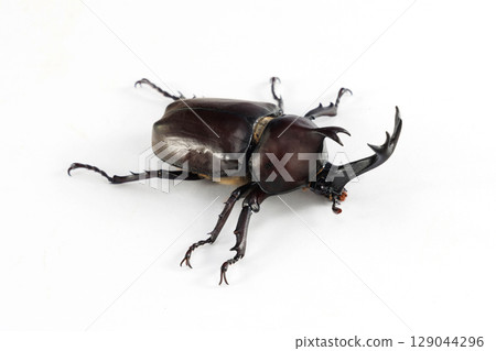 Male rhinoceros beetle white background Male rhinoceros beetle white background 129044296