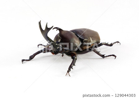 Male rhinoceros beetle white background 129044303