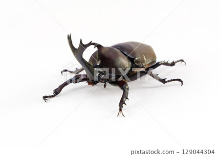 Male rhinoceros beetle white background 129044304