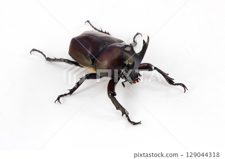 Male rhinoceros beetle white background Male rhinoceros beetle white background 129044318
