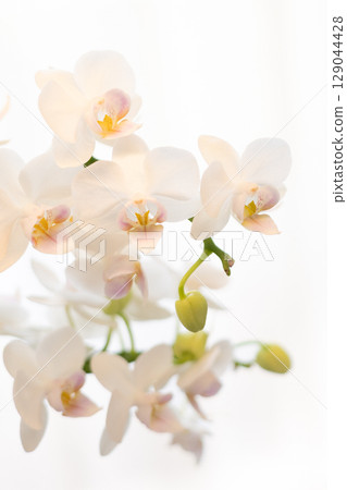 Phalaenopsis orchids through the curtains 16 129044428
