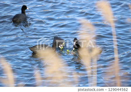 水面上漂浮的樹葉讓黑鴨們爭吵不休 水面上漂浮的樹葉讓黑鴨們爭吵不休 129044562