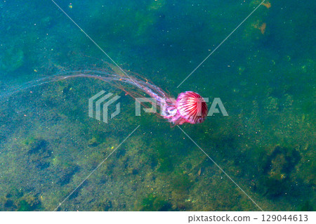 Red moss Red moss 129044613