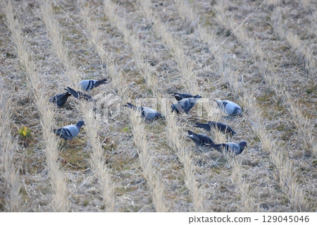 Pigeons feeding in the rice fields 129045046