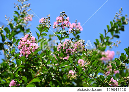Lythraceae deciduous tree, Crape myrtle 129045228