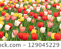 One side tulip 129045229