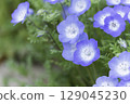 Nemophila up 129045230