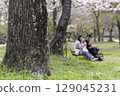 A cherry blossom viewing date amidst falling cherry blossoms 129045231