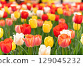 Tulip field 129045232