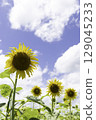 Sunflowers in a sunflower field vertical 129045233