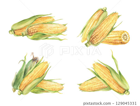 Corn Cobs set. Vegetable harvest. Golden sweet maize with green leaves and husks Grain agricultural crop for farm packaging, food label. Watercolor hand painted isolated from background illustration 129045331