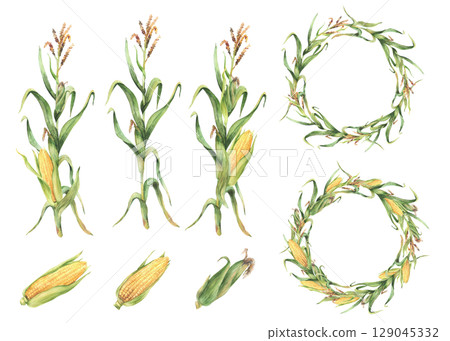 Corn plant set. Golden maize plant wreath with stalk, corncob, flowers and green leaves, husks. Watercolor Realistic hand painting isolated from background illustration for food, agricultural product. 129045332