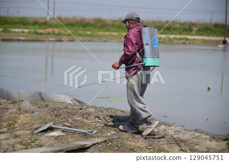 An old man spraying pesticides An old man spraying pesticides 129045751