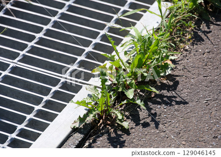 weeds, grass, asphalt, drain, rainwater, rain, sewage, sewer, ground, plants, green, nature, outdoor, leaves 129046145