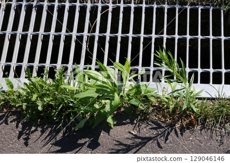 weeds, grass, asphalt, drain, rainwater, rain, sewage, sewer, ground, plants, green, nature, outdoor, leaves 129046146