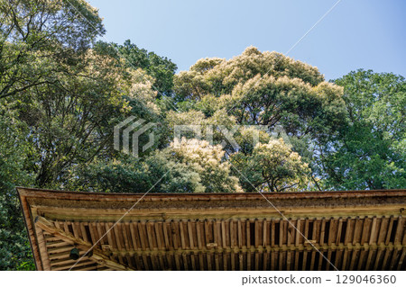 日龍寺院內風景 129046360
