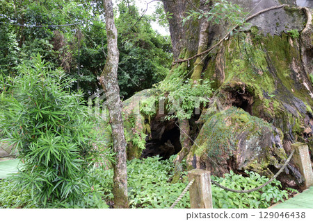 Shibushi Camphor Tree Shibushi Camphor Tree 129046438