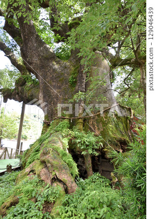 Shibushi Camphor Tree Shibushi Camphor Tree 129046439
