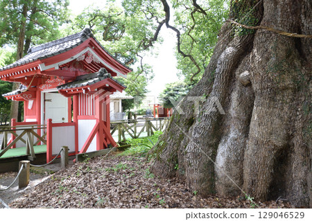 Shibushi Camphor Tree Shibushi Camphor Tree 129046529