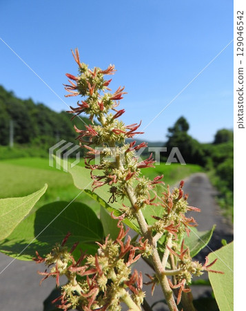 夏季開花的「錦葵杜松」雌花 129046542
