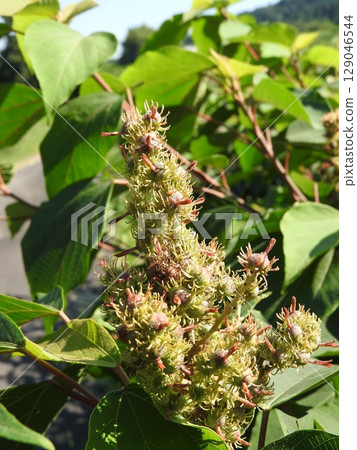 Female flowers of "Mallow juniper" that bloom in summer 129046544