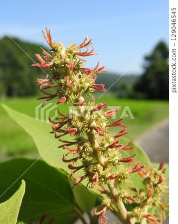 Female flowers of "Mallow juniper" that bloom in summer 129046545