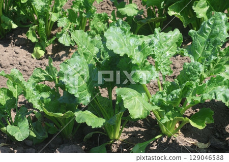 Sugar beet fields (Nakasatsunai Village, Hokkaido) 129046588