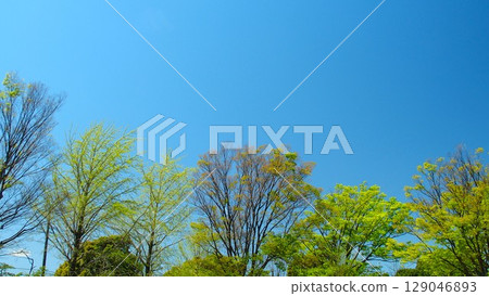 春天新鮮的綠色櫸樹和藍天 春天新鮮的綠色櫸樹和藍天 129046893