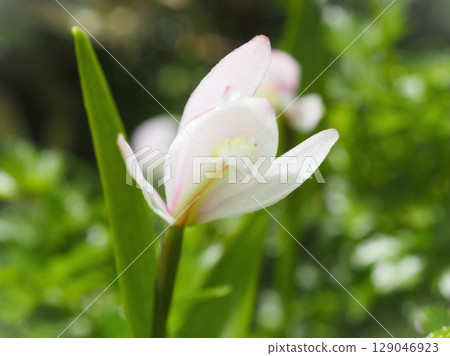 Tokisou seen from below (20250718114856) 129046923