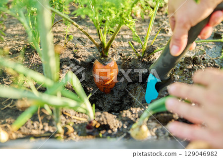 Close up of carrots in bed with spade, grown organically Close up of carrots in bed with spade, grown organically 129046982