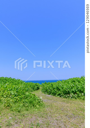 Clear early summer: Cape Kamui, Kitami 129046989