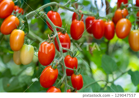 Mini tomato Aiko in the kitchen garden 129047557